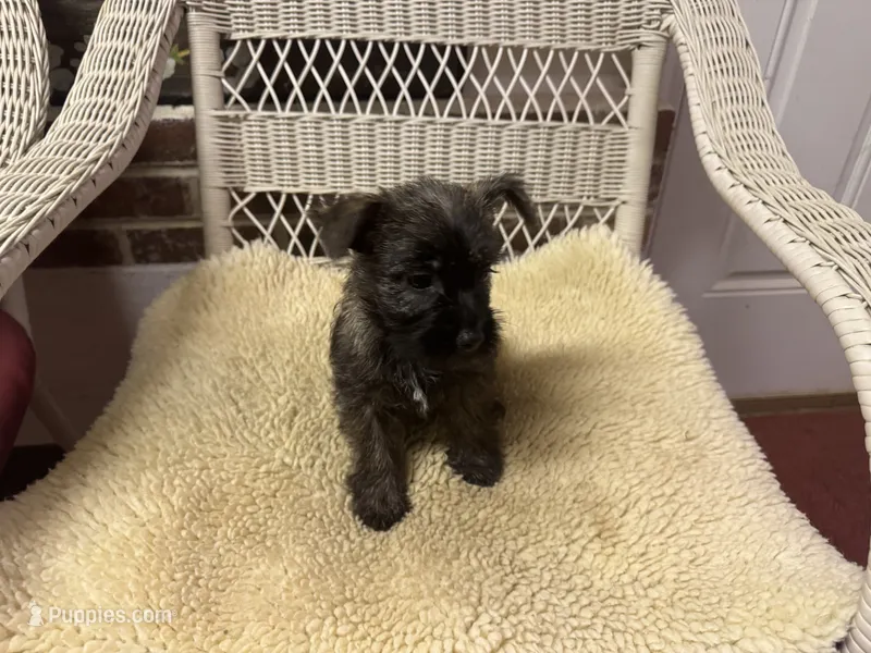 AKC Brindle Female – Cairn Terrier puppy for sale in Burlington, NC