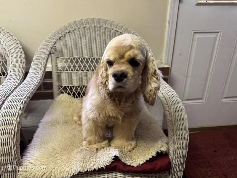 AKC Chester – Cocker Spaniel puppy for sale in Burlington, NC