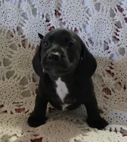 Black and white male piebald, a male Miniature Dachshund for sale in Sacramento, CA – 2 of 7