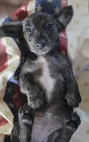Silver dappel no points, a female Miniature Dachshund for sale in Sacramento, CA – 2 of 2