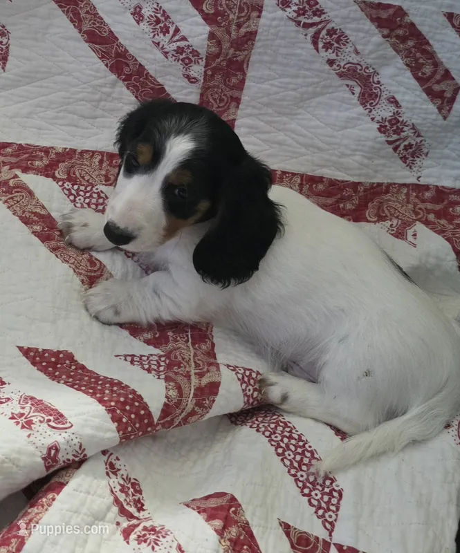 Black and tan piebald  – Miniature Dachshund puppy for sale in Rocklin, CA