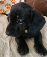Black with white neck, a female Miniature Dachshund for sale in Sacramento, CA – Photo 4 of 4