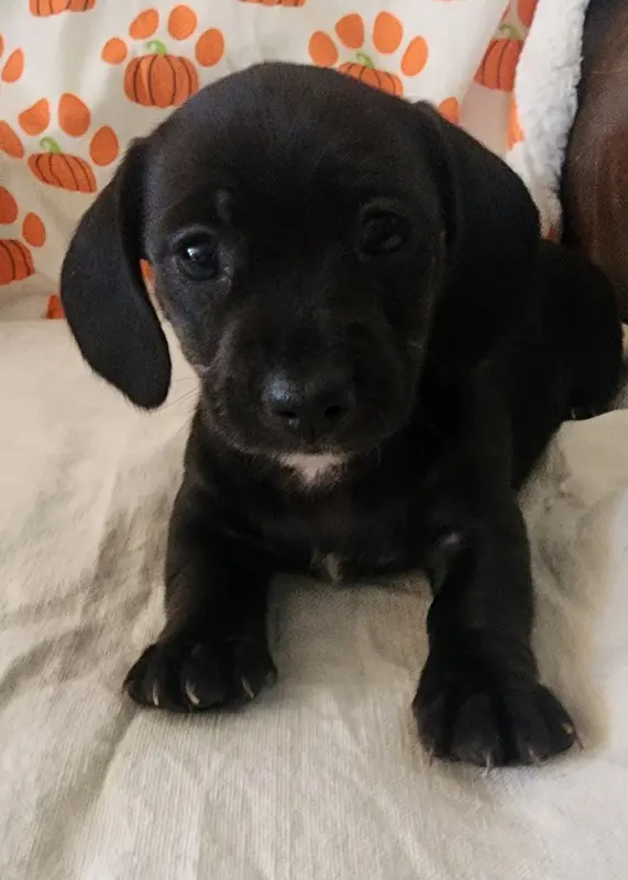 Black with white neck