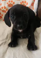 Black with white neck, a female Miniature Dachshund for sale in Sacramento, CA – Photo 1 of 4