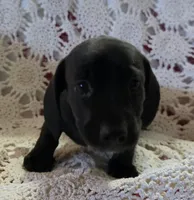 Black and white male piebald, a male Miniature Dachshund for sale in Sacramento, CA – 4 of 7
