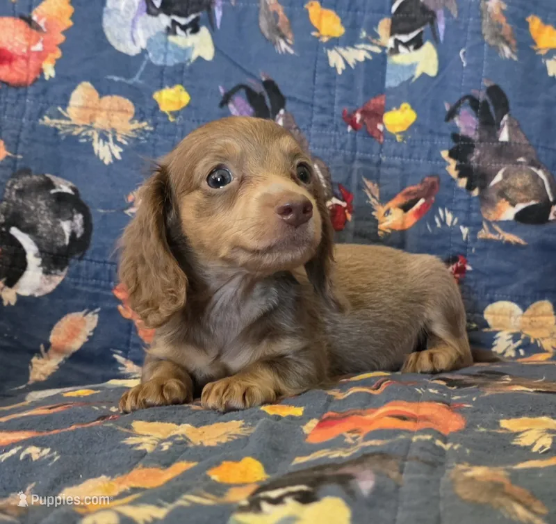 Chocolate and cream AKC female  – Miniature Dachshund puppy on hold in Sacramento, CA