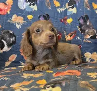 Chocolate and cream AKC female , a female Miniature Dachshund for sale in Sacramento, CA – 1 of 2