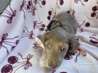 Shaded cream female blue eyes, a female Miniature Dachshund for sale in Reno, NV – 4 of 4