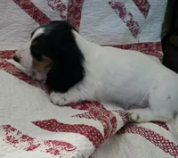 Black and tan piebald , a male Miniature Dachshund for sale in Rocklin, CA – 2 of 4