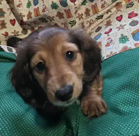 Shaded red, a female Miniature Dachshund for sale in Rocklin, CA – 2 of 4