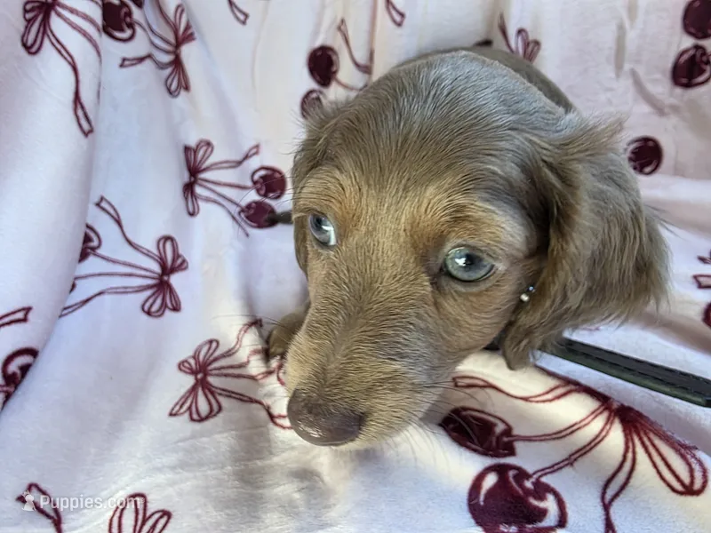 Shaded cream female blue eyes – Miniature Dachshund puppy for sale in Reno, NV
