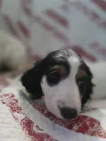 Black and tan piebald , a male Miniature Dachshund for sale in Rocklin, CA – 4 of 4