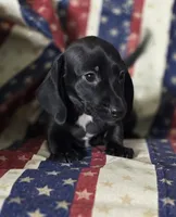 Black and white male piebald, a male Miniature Dachshund for sale in Sacramento, CA – 7 of 7