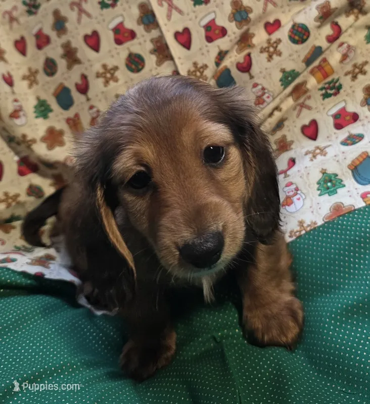 Shaded red – Miniature Dachshund puppy for sale in Rocklin, CA