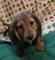 Shaded red, a female Miniature Dachshund for sale in Rocklin, CA – 1 of 4