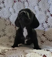 Black and white male piebald, a male Miniature Dachshund for sale in Sacramento, CA – 3 of 7