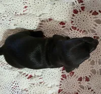 Black and white male piebald, a male Miniature Dachshund for sale in Sacramento, CA – 6 of 7
