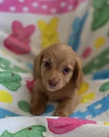 Red based cream, a male Miniature Dachshund for sale in Sacramento, CA – Photo 1 of 3
