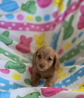 Red based cream, a male Miniature Dachshund for sale in Sacramento, CA – Photo 2 of 3