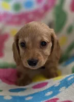 Red based cream female , a female Miniature Dachshund for sale in Sacramento, CA – Photo 3 of 3