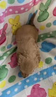 Red based cream female , a female Miniature Dachshund for sale in Sacramento, CA – Photo 1 of 3