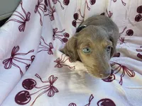 Shaded cream female blue eyes, a female Miniature Dachshund for sale in Reno, NV – 2 of 4
