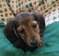 Shaded red, a female Miniature Dachshund for sale in Rocklin, CA – 4 of 4