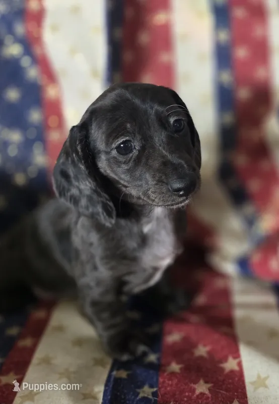 Silver dappel no points – Miniature Dachshund puppy for sale in Sacramento, CA