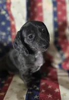 Silver dappel no points, a female Miniature Dachshund for sale in Sacramento, CA – 1 of 2