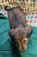 Shaded red, a female Miniature Dachshund for sale in Rocklin, CA – 3 of 4