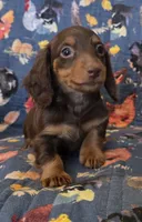 Dark chocolate and tan AKC female , a female Miniature Dachshund for sale in Sacramento, CA – 2 of 2