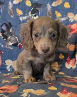 Chocolate and cream AKC female , a female Miniature Dachshund for sale in Sacramento, CA – 2 of 2