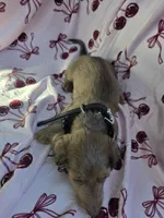 Shaded cream female blue eyes, a female Miniature Dachshund for sale in Reno, NV – 3 of 4