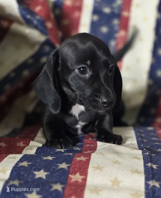 Black and white male piebald – Miniature Dachshund puppy for sale in Sacramento, CA