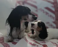 Black and tan piebald , a male Miniature Dachshund for sale in Rocklin, CA – 3 of 4