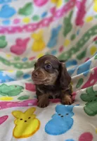 Chocolate and tan, a male Miniature Dachshund for sale in Sacramento, CA – Photo 2 of 4