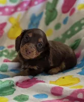 Chocolate and tan, a male Miniature Dachshund for sale in Sacramento, CA – Photo 1 of 4