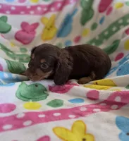 Chocolate and tan, a male Miniature Dachshund for sale in Sacramento, CA – Photo 3 of 4
