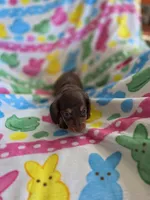 Chocolate and tan, a male Miniature Dachshund for sale in Sacramento, CA – Photo 4 of 4