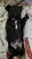 Black and white male piebald, a male Miniature Dachshund for sale in Sacramento, CA – 5 of 7