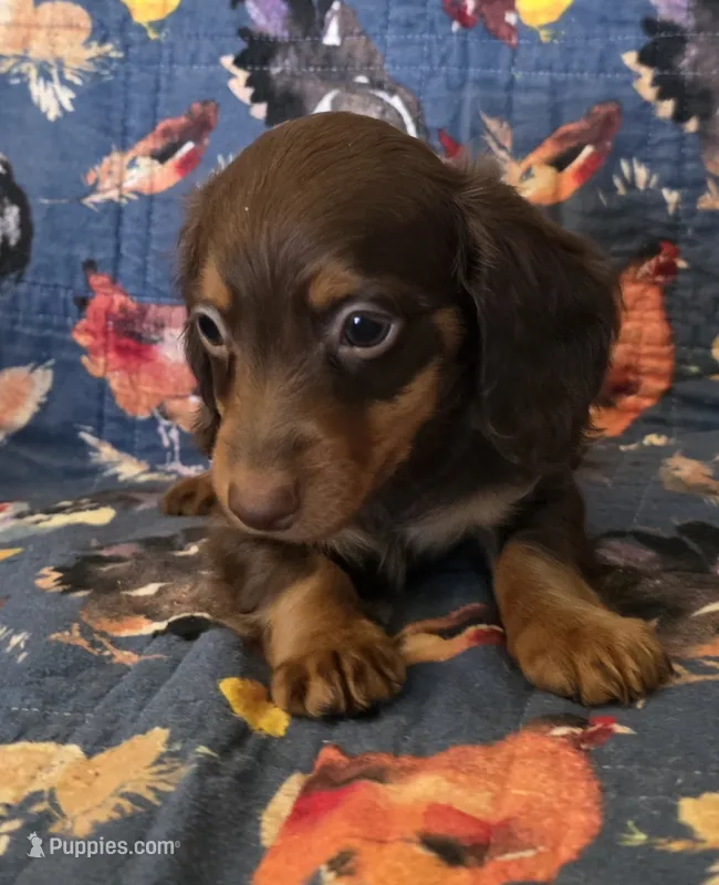 Dark chocolate and tan AKC female  – Miniature Dachshund puppy for sale in Sacramento, CA