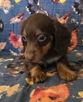 Dark chocolate and tan AKC female , a female Miniature Dachshund for sale in Sacramento, CA – 1 of 2