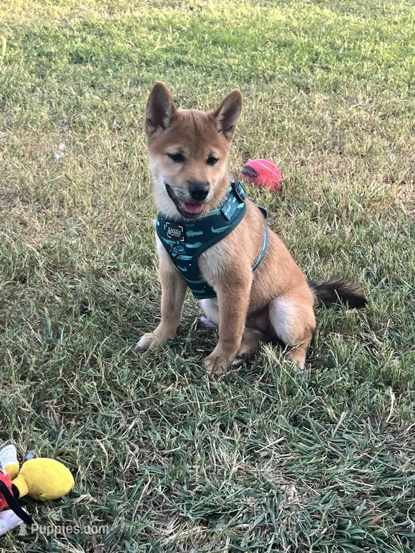 Courage – Shiba Inu puppy for sale in Cibolo, TX