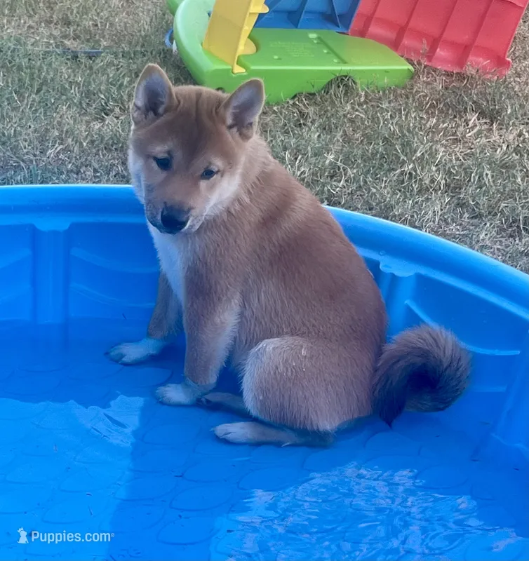 Tank – Shiba Inu puppy for sale in Cibolo, TX
