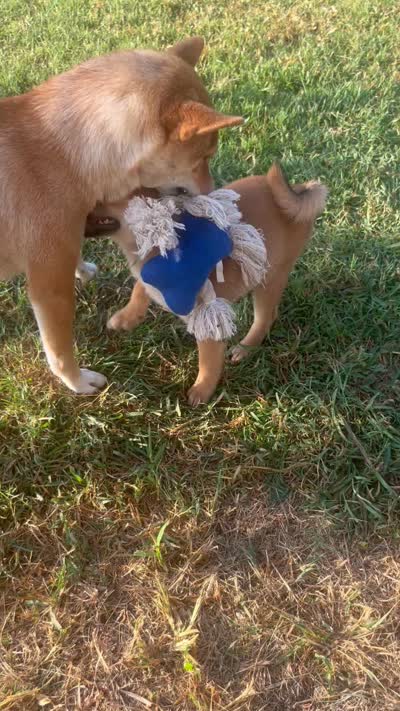 Courage, a male Shiba Inu for sale in Cibolo, TX – 2 of 4