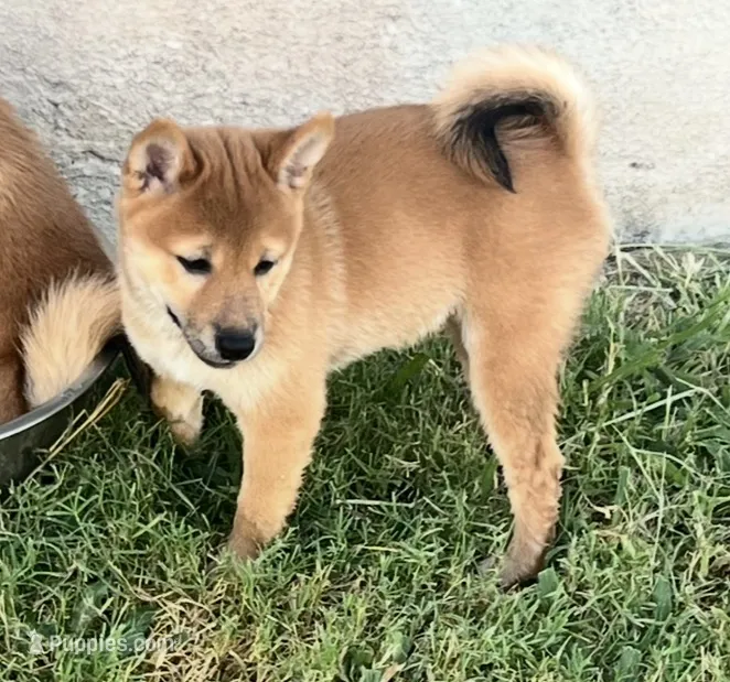 Courage – Shiba Inu puppy for sale in Cibolo, TX