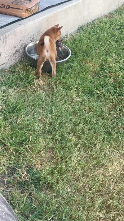 Courage, a male Shiba Inu for sale in Cibolo, TX – 3 of 4