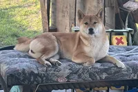 Jellybean , a male Shiba Inu for sale in Karnes City, TX – 3 of 6