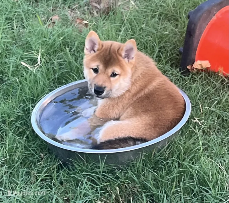 Tank – Shiba Inu puppy for sale in Cibolo, TX