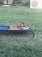 Tank, a male Shiba Inu for sale in Cibolo, TX – 3 of 4